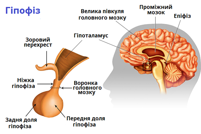 гіпофіз.png