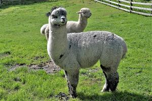 alpacas-pix.jpg