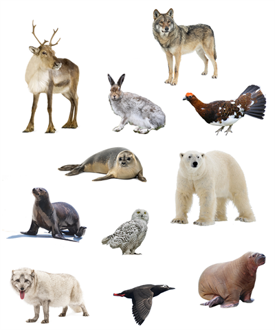 Ресурс 2ll.png