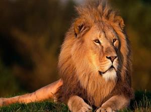 хижі котячі2.jpg