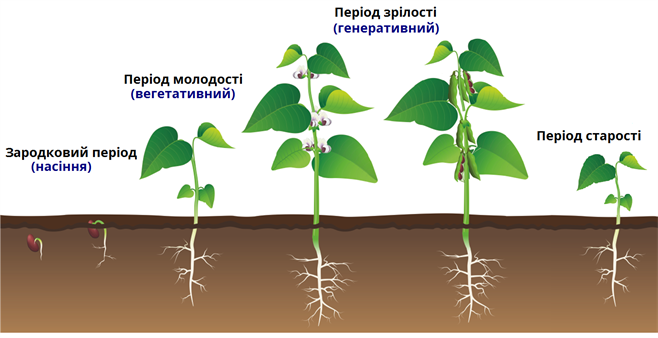 життя рослин.png