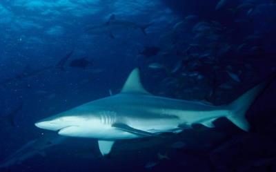 акула20.jpg