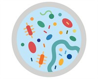 види бактерій.jpg