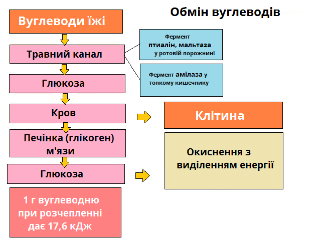 Обмін вуглеводів01.png