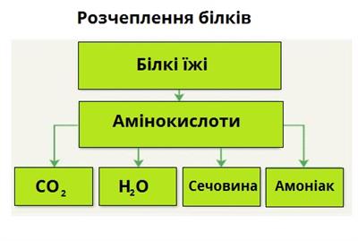 розчеплення білків.jpg