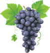 виноград.png