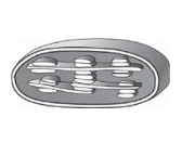 Screenshot 2023-06-29 at 11-47-59 322E20C1B3EEEBEEE3B3FF20D2E5F1F22032392E30362E3230313620C7EEF8E8F25F312E706466 - Biologiya-ZNO_2016-dod_sesiya.pdf.png