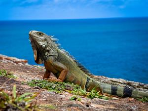 iguāna.jpg