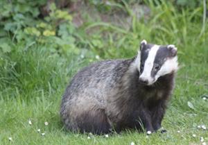 хижі куницеві10.jpg