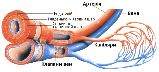 кровоносні судини.png