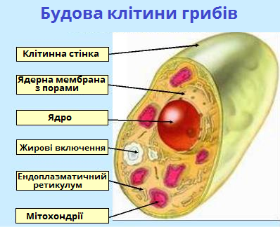 клітина грибік.png