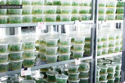 банк рослин.png