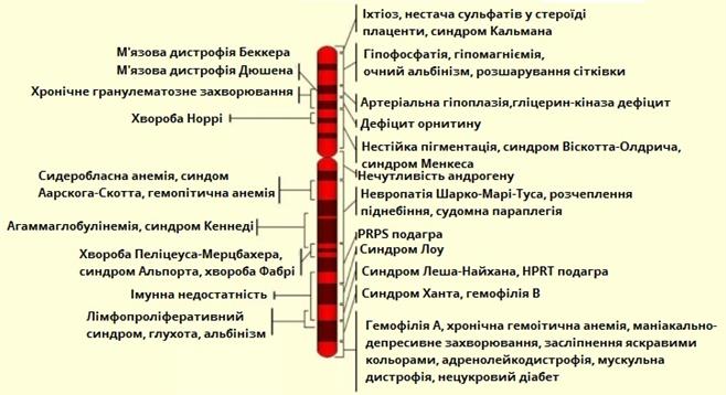 хромосомна карта людини.jpg