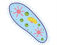 мійклас (4).jpg