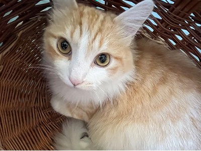 Ліза Данилюк