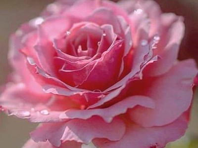 Наталя Миколаївна Гординська