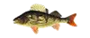 окунь.png