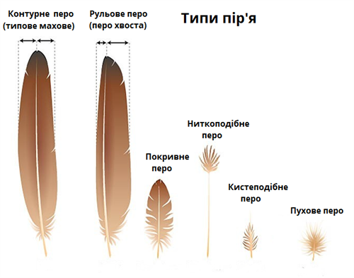 типи піря надписи.png