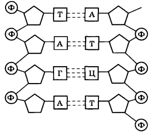нітрогеновмісні основи.png