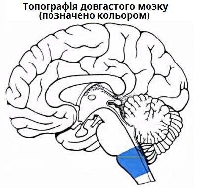 довгастий мозок.jpg