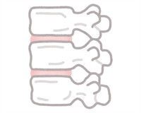 хребці і диски.jpg