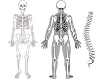 скелет і хребет.jpg