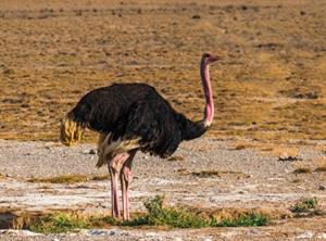 страус6.JPG
