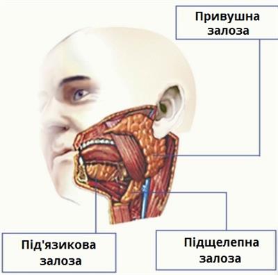 слинні залози.jpg