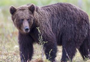 хижі ведмежі10.jpg
