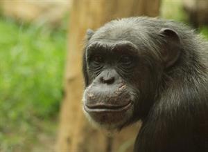 шимпанзе8.jpg