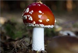 мухомор3.jpg