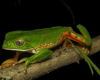 деревна жаба.jpg