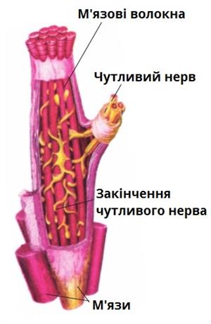 Рухова система.jpg