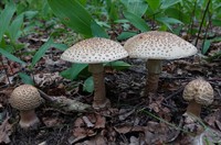 мухом сірий з сайту влісі.jpg