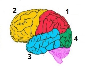 долі кори4.jpg