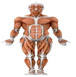 опорно рухова3.png