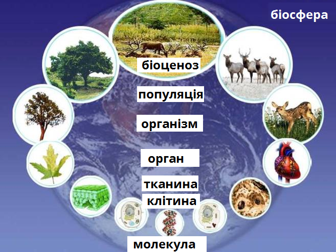 біоценоз.png