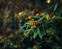 вовчі ягоди.jpg