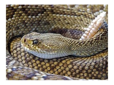 Дмитро Гнап