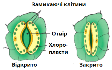 продихи.bmp