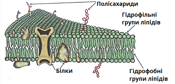 мозаїчна модель.png