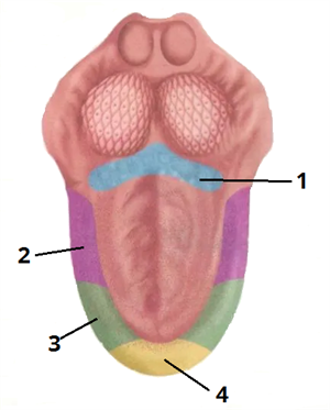 язик цифри8.png