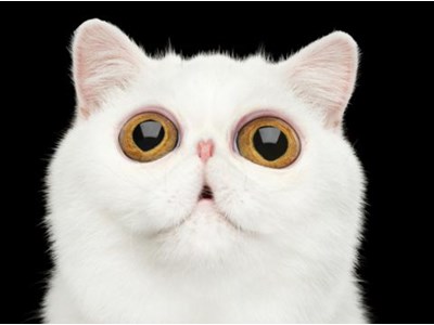 Ксенія Білан