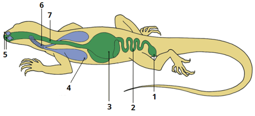 травна система цифри2.png