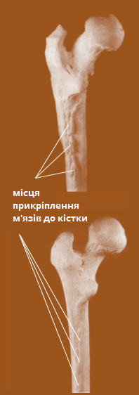 кріплення мязів.png