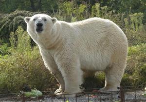 хижі ведмежі6.jpg