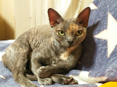 Артур Швець