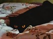 Дар'я Коломоєць