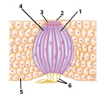 смакова брунька_цифри7.png