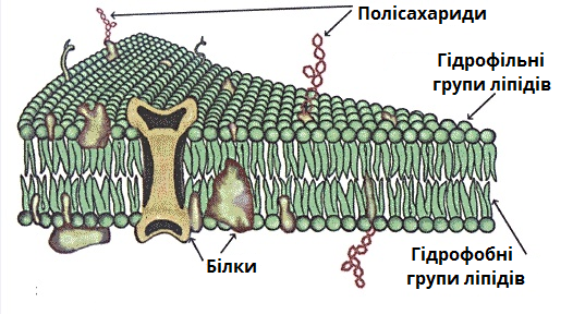 Білки_мембрана.png